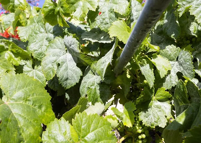 Casa Jacinto 펜션 산티아고 델 테데